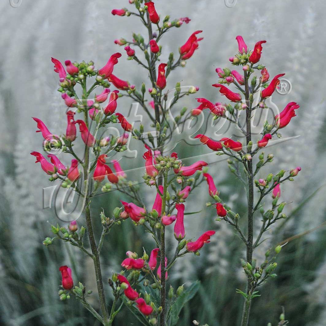 Scrophularia macrantha 1G