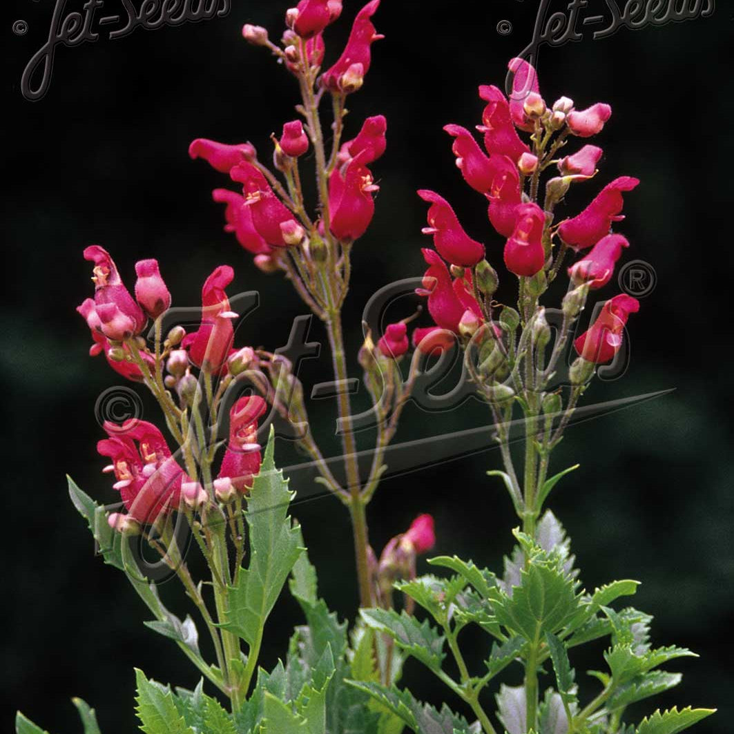 Scrophularia macrantha 1G