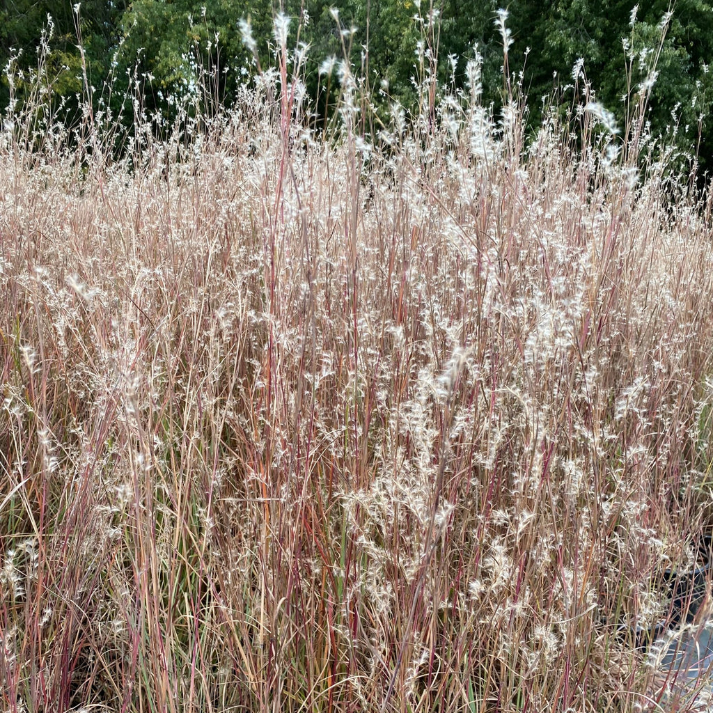Schizachyrium scoparium Prairie Blues 1G