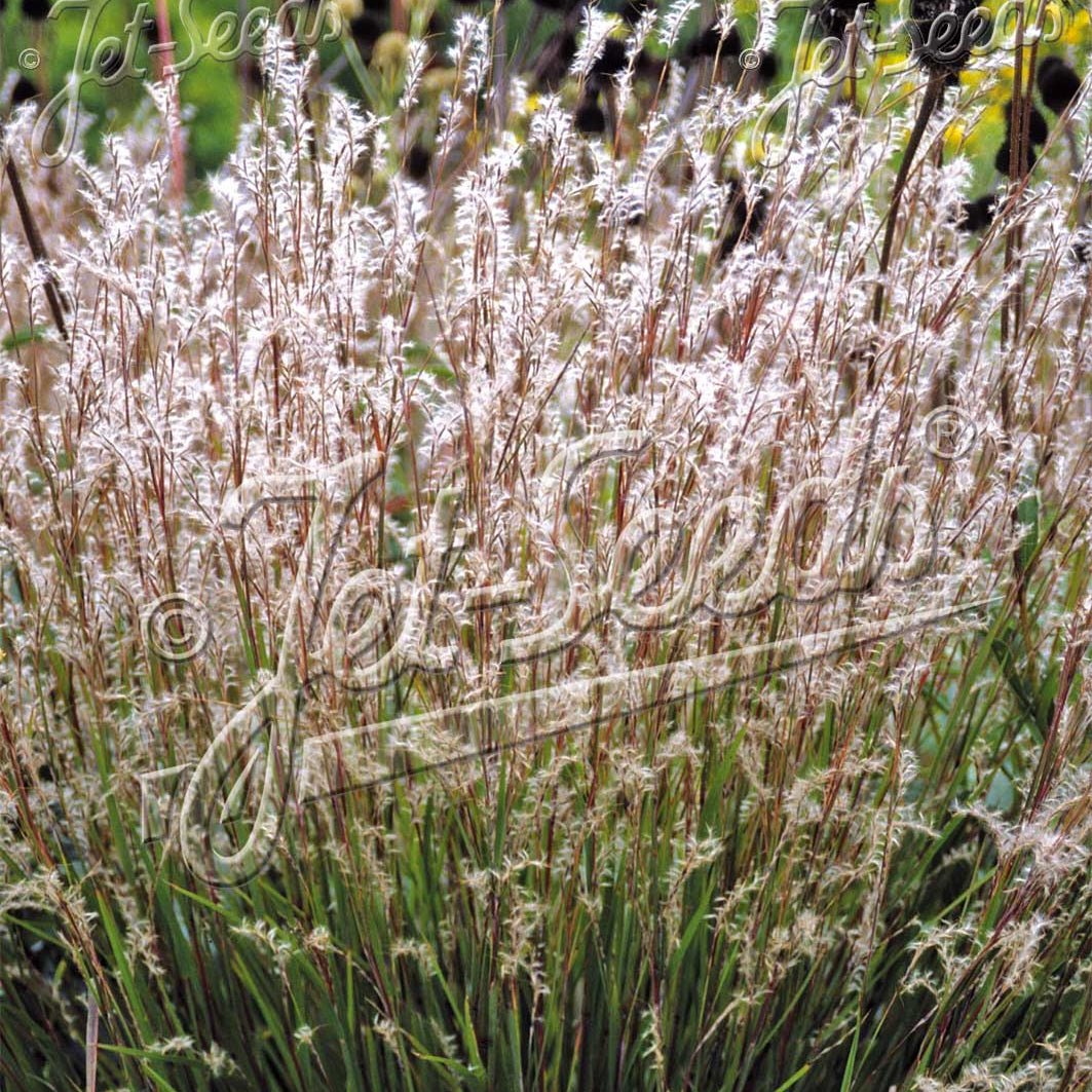 Schizachyrium scoparium Blaze 1Q