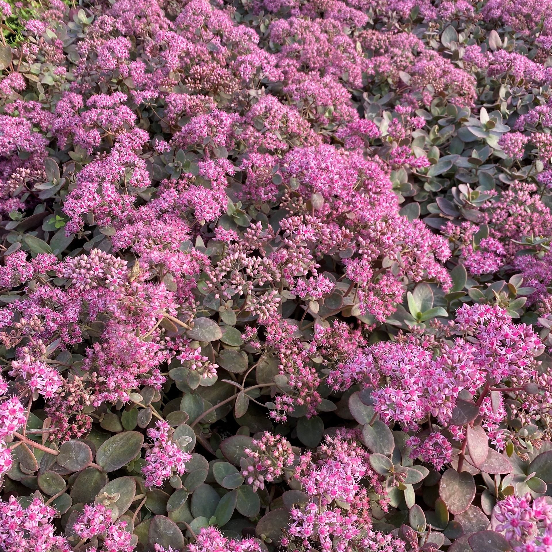 Sedum x Cherry Tart 1Q