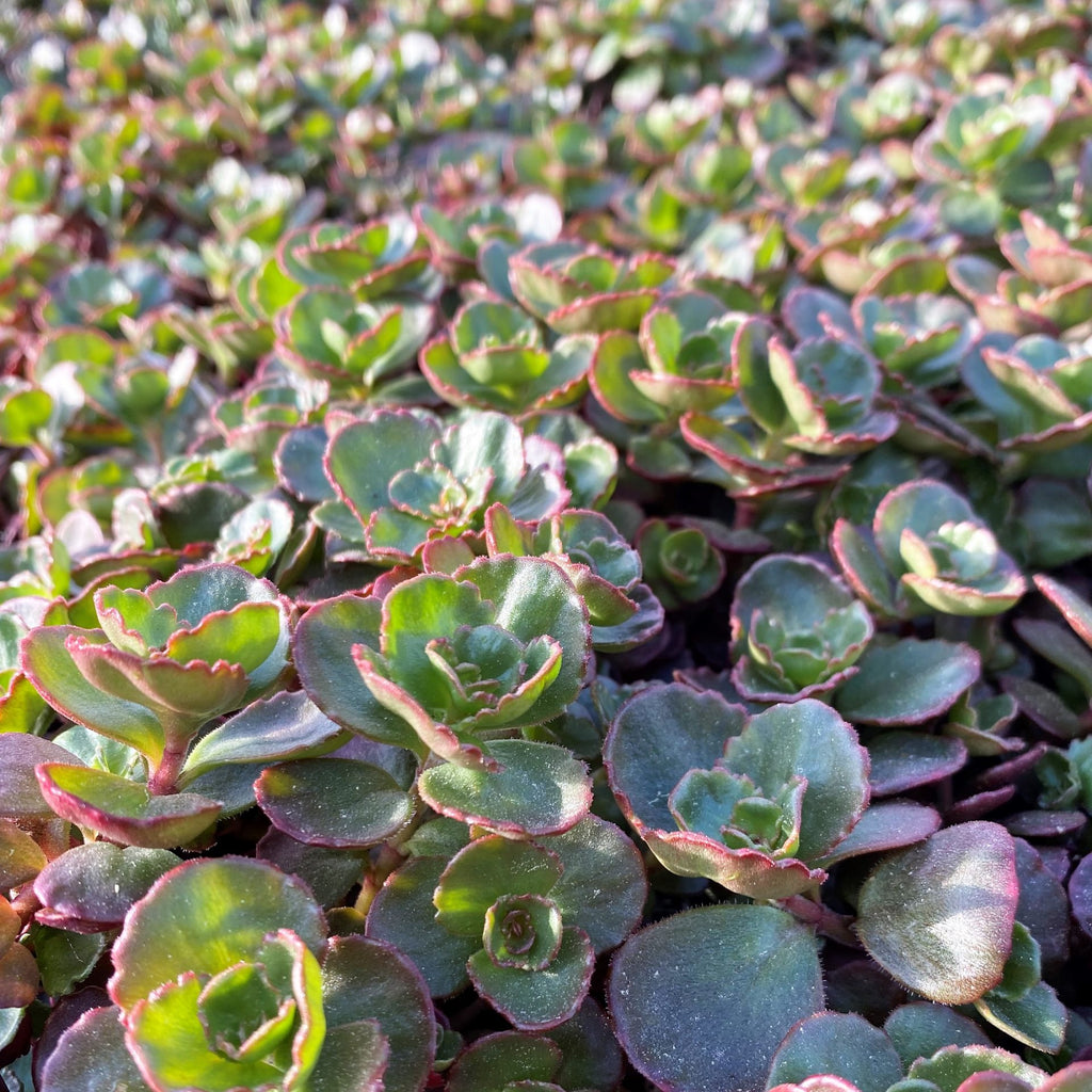 Sedum spurium Dragon's Blood 1Q