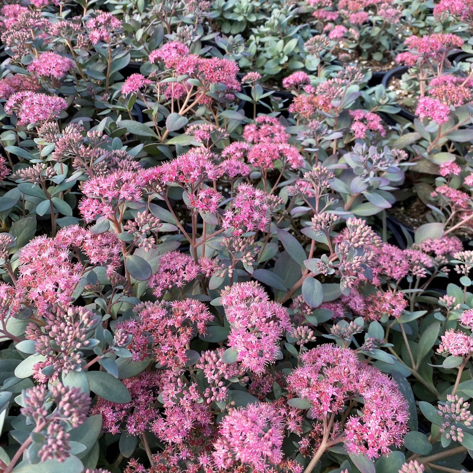 Sedum x Plum Dazzled 1Q