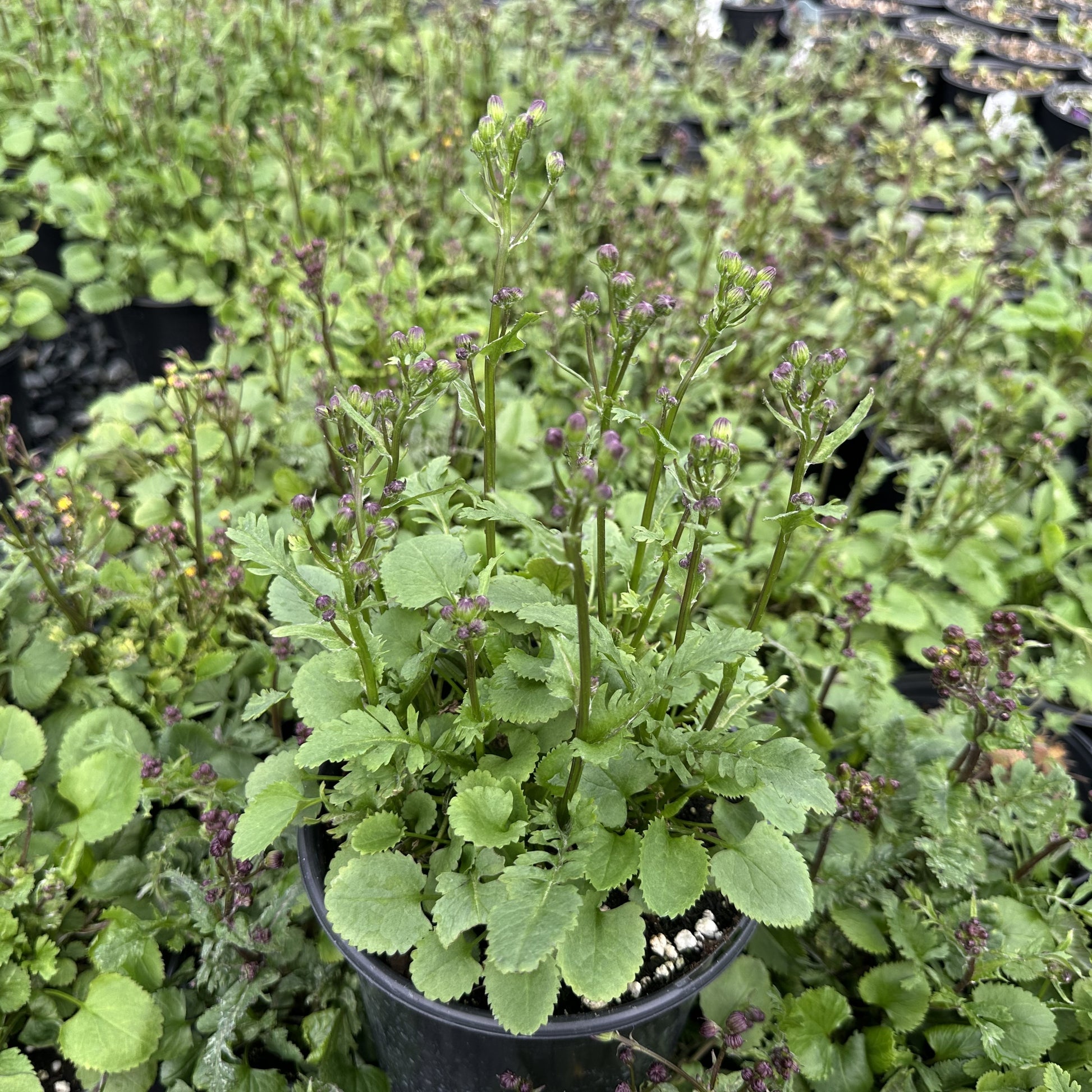 Senecio aureus 1G