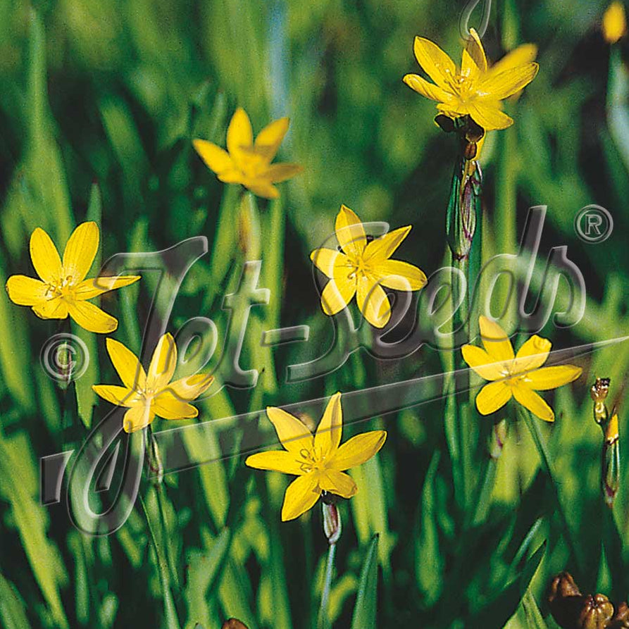 Sisyrinchium californicum 1Q