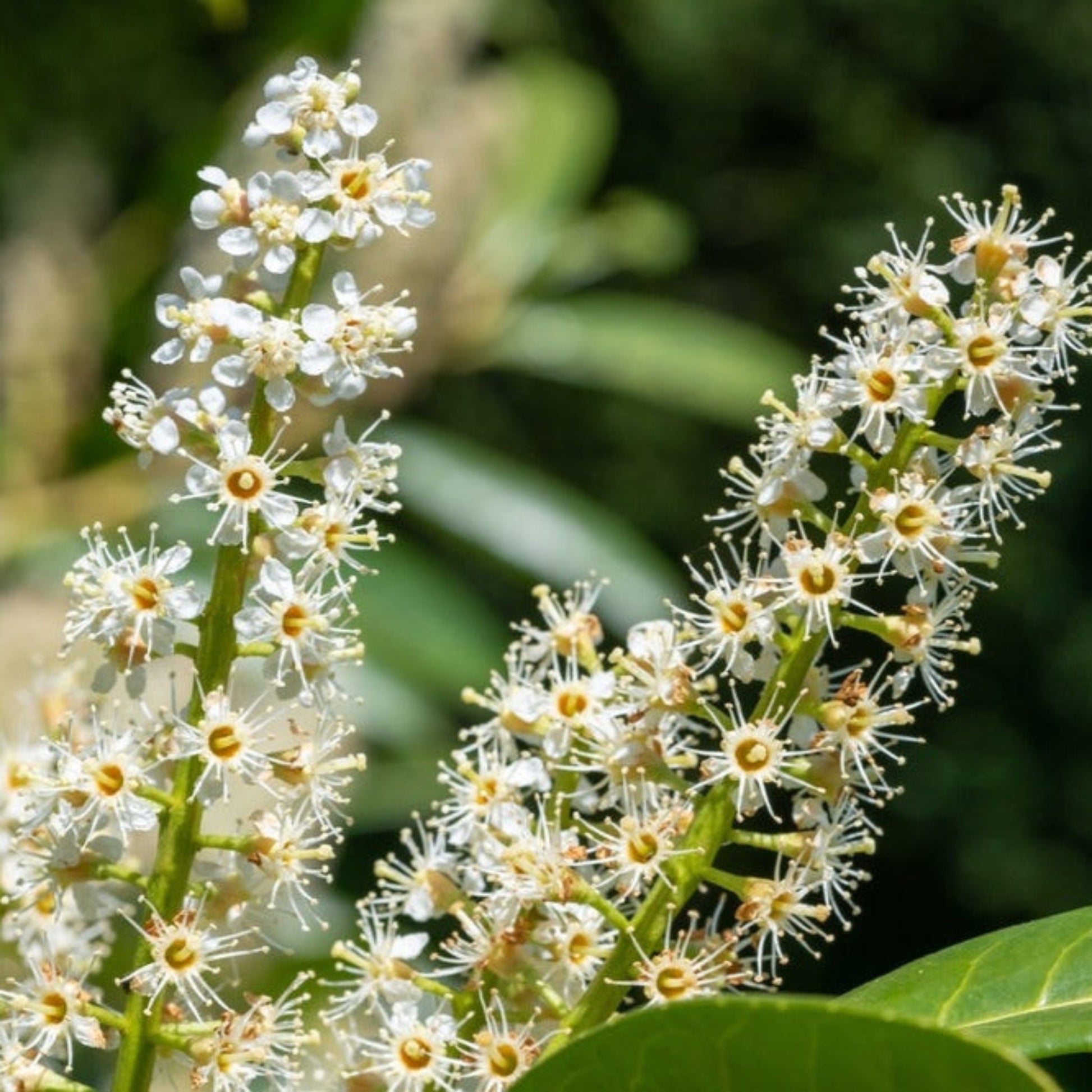 English Laurel Topiary (Single Ball)