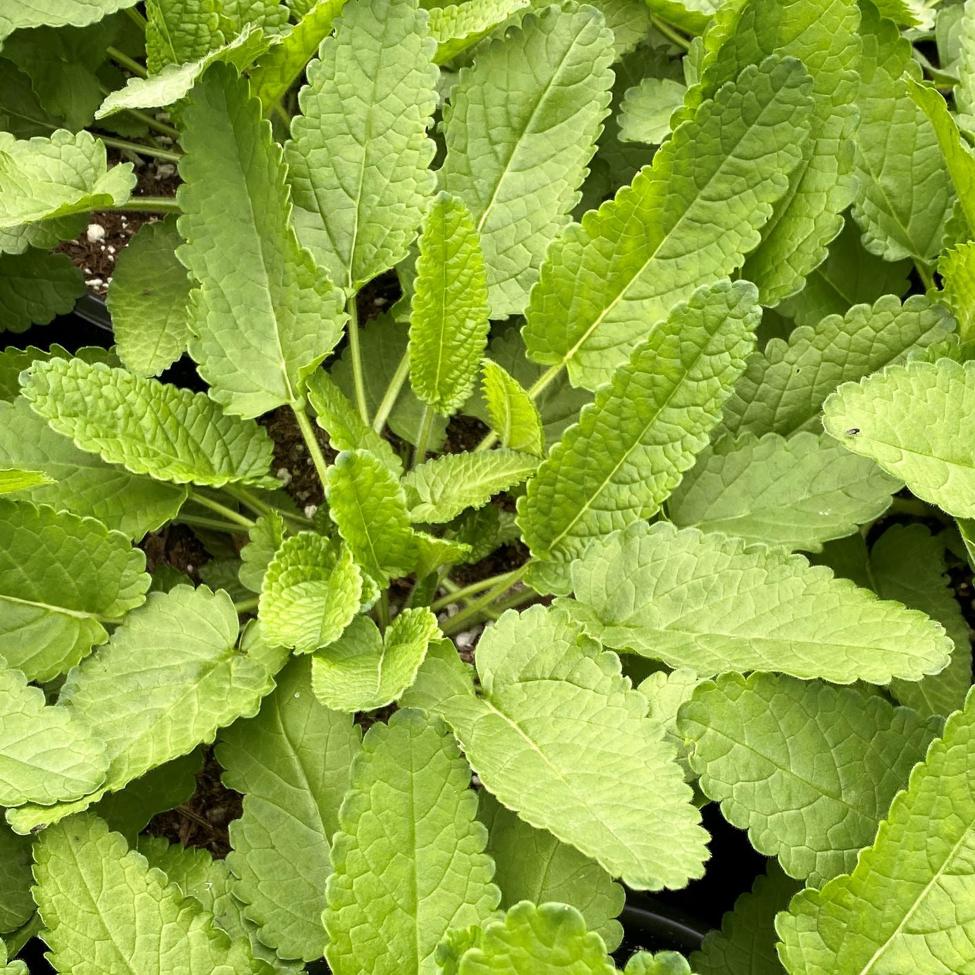 Stachys x Summer Romance 1G