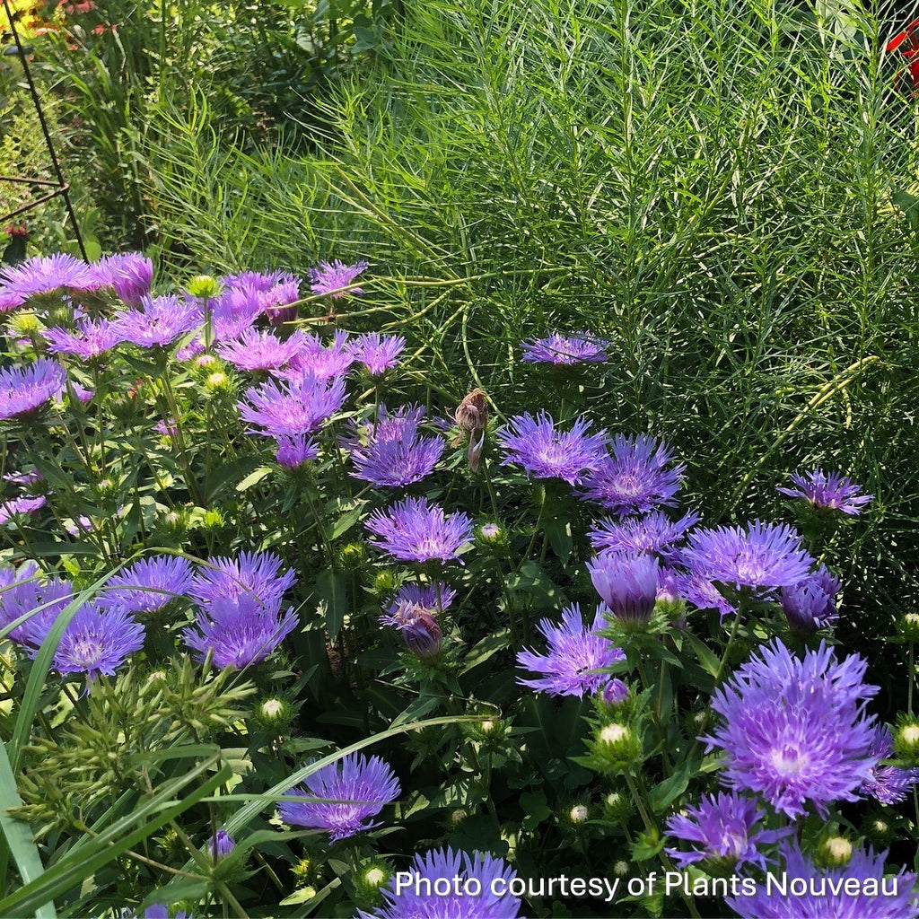 Stokesia laevis Mels Blue 1G