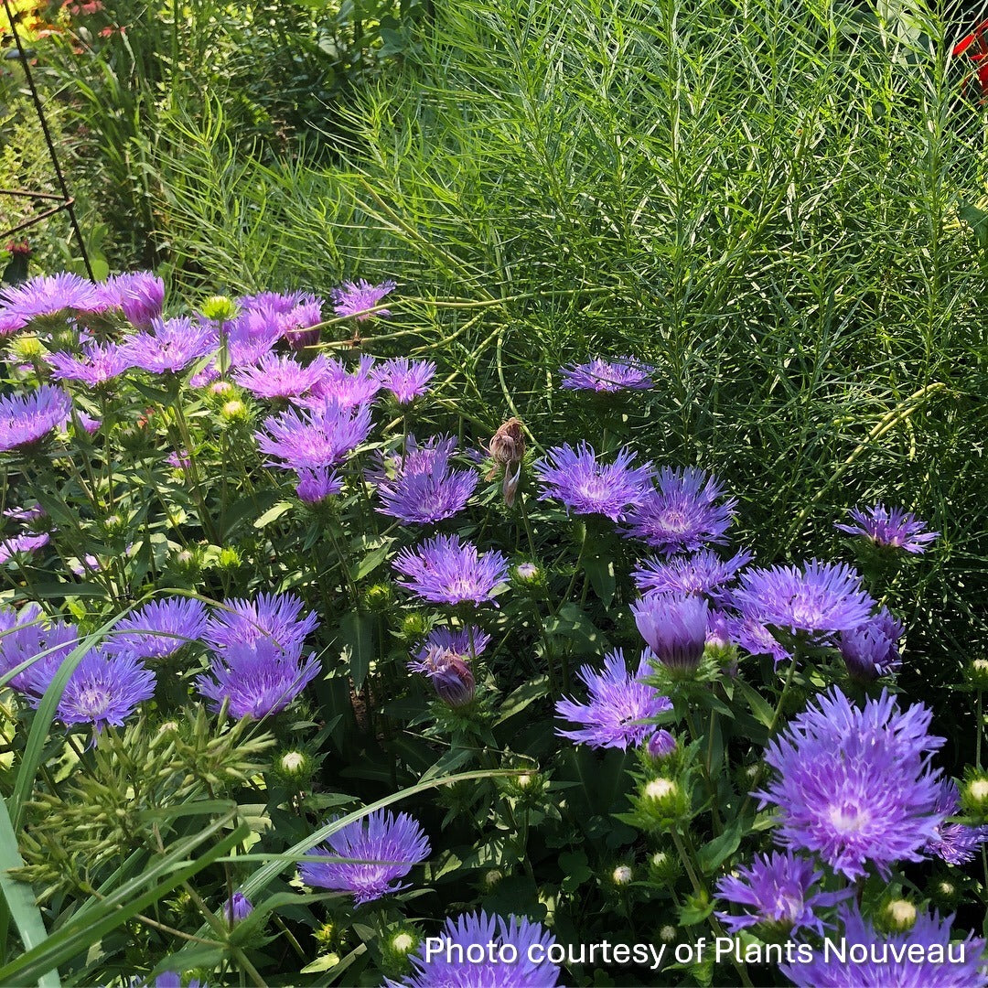 Stokesia laevis Mels Blue 1G