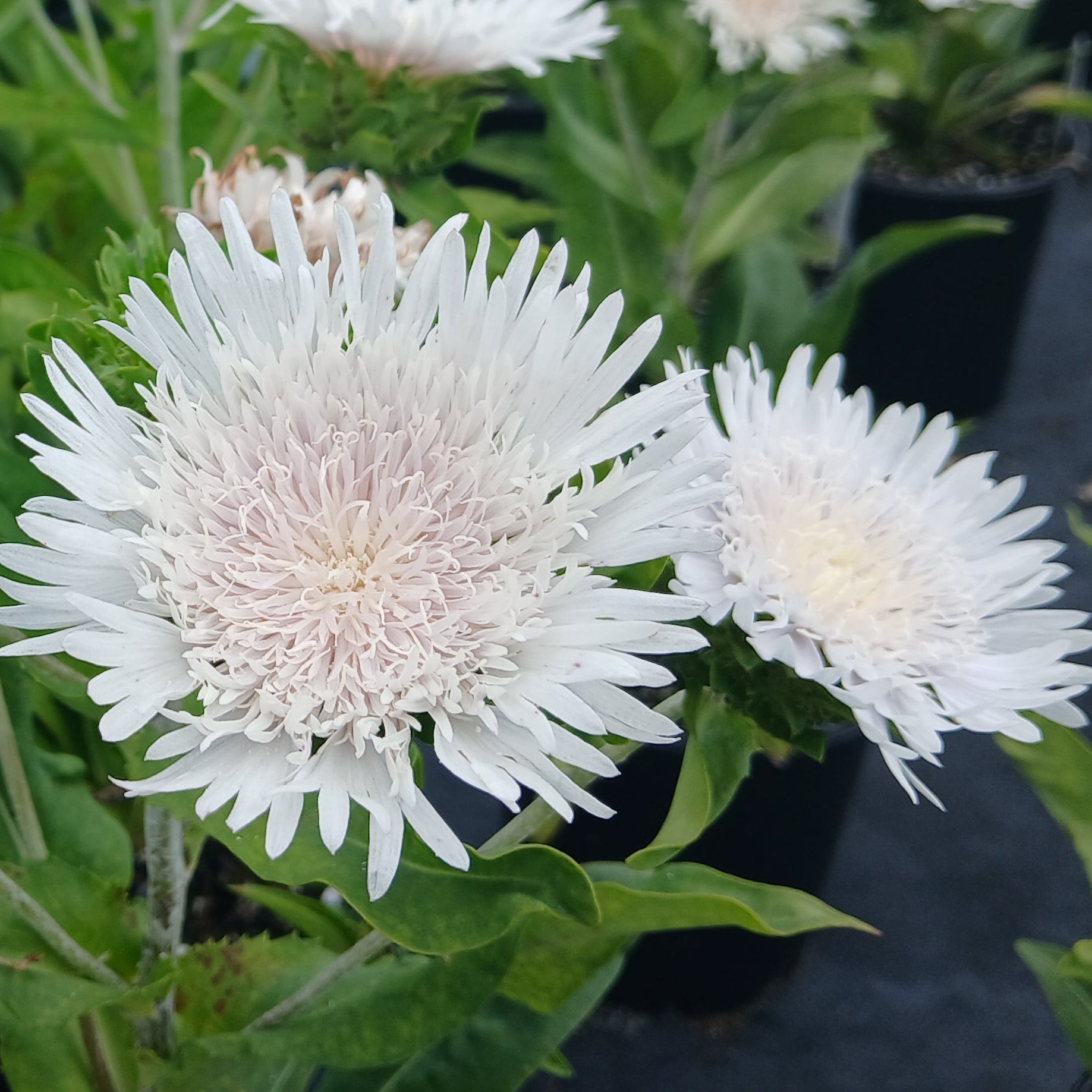 Stokesia laevis Divinity 1G