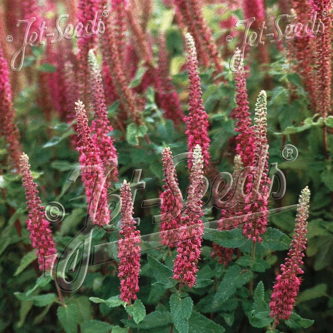 Teucrium hircanicum Purple Tails 1G