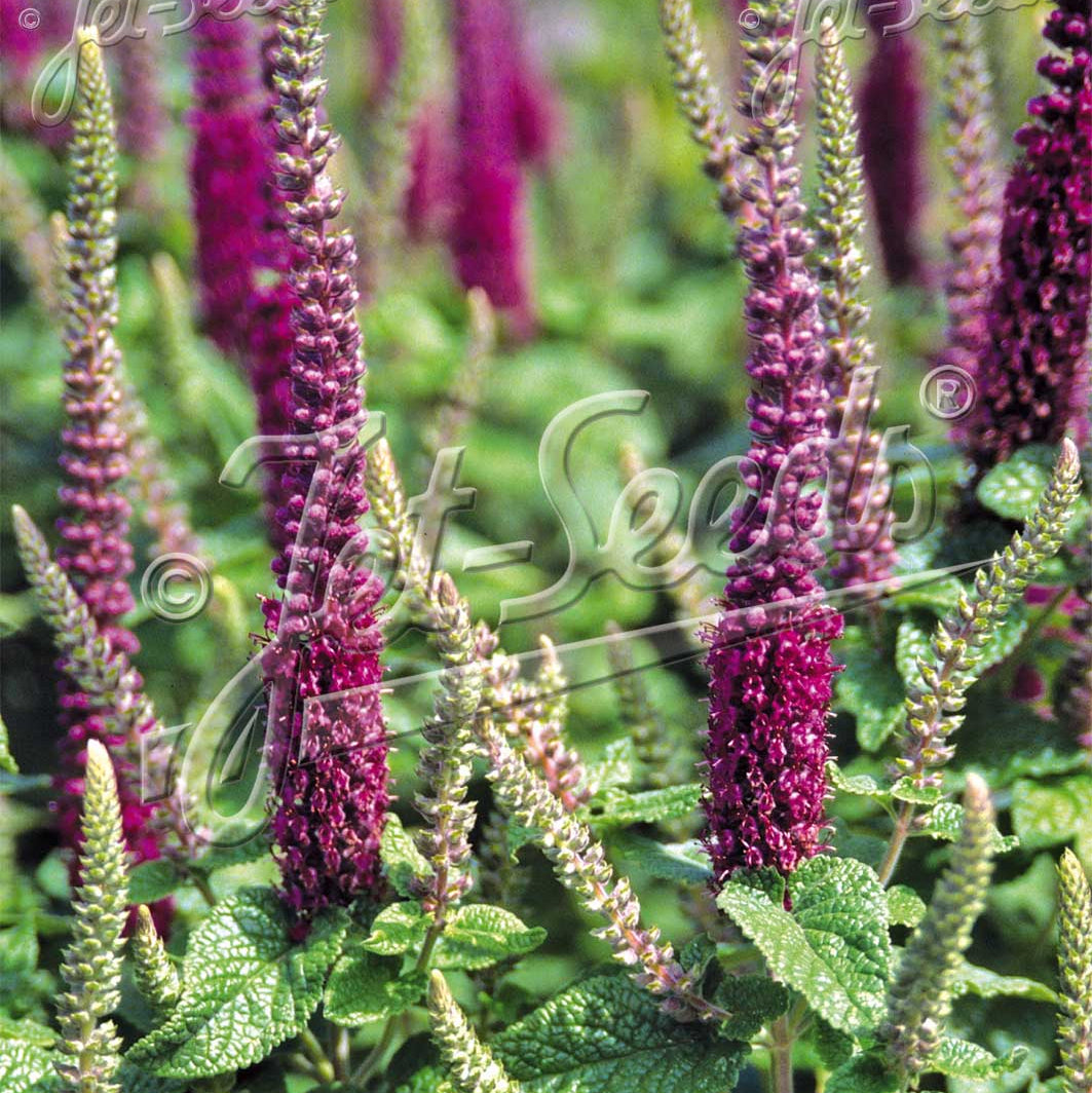 Teucrium hircanicum Purple Tails 1G