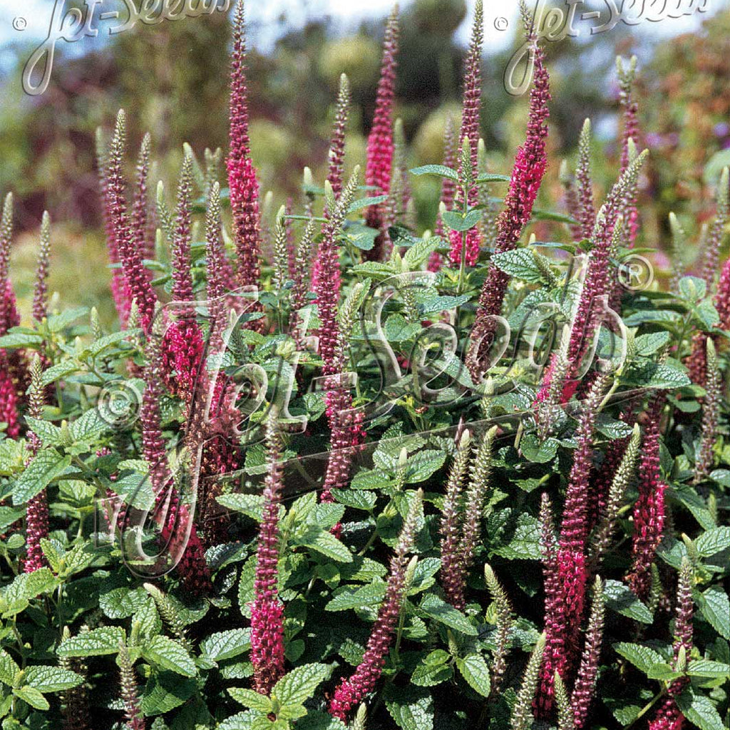Teucrium hircanicum Purple Tails 1G