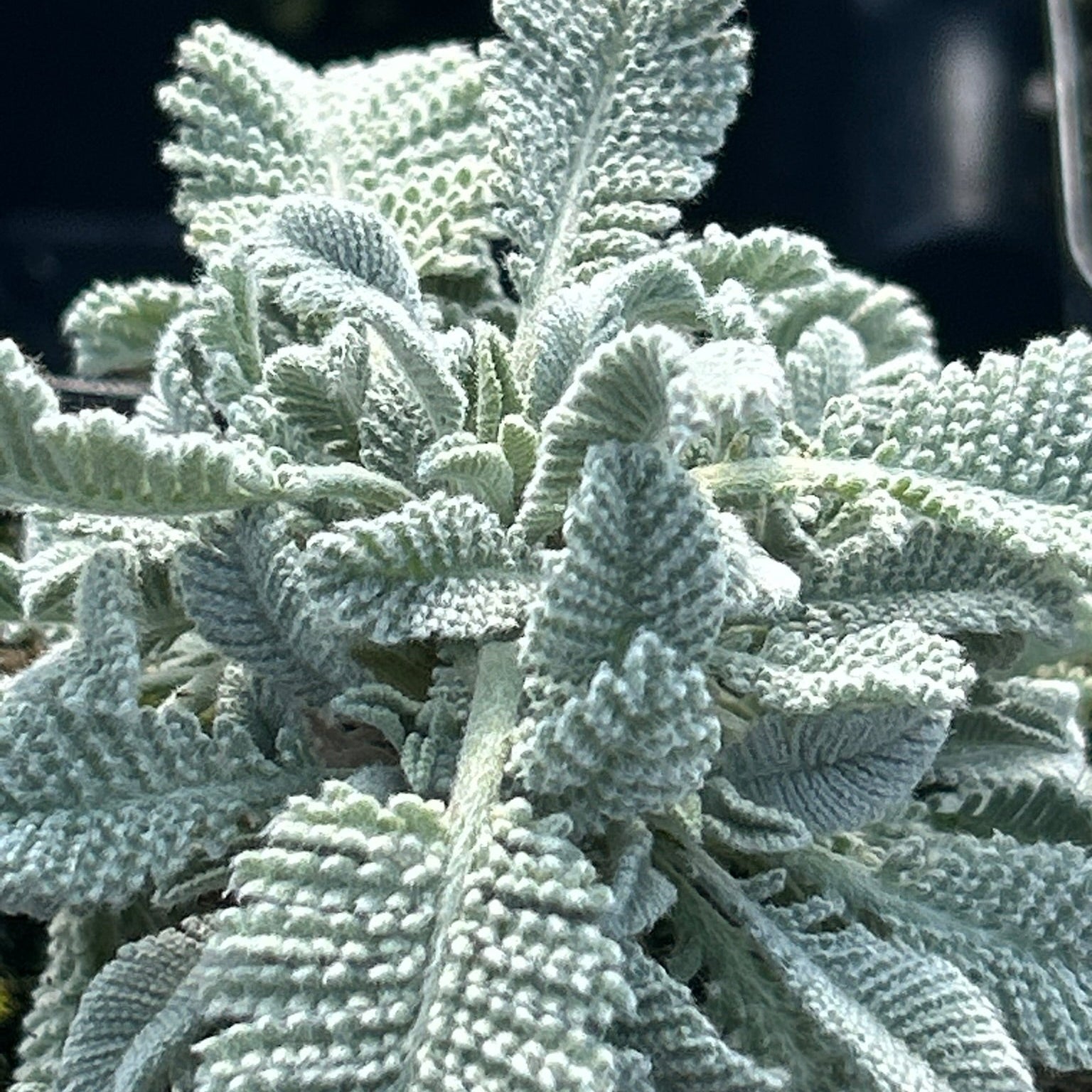 Tanecetum densum ssp. amani  Partridge Feather 1Q