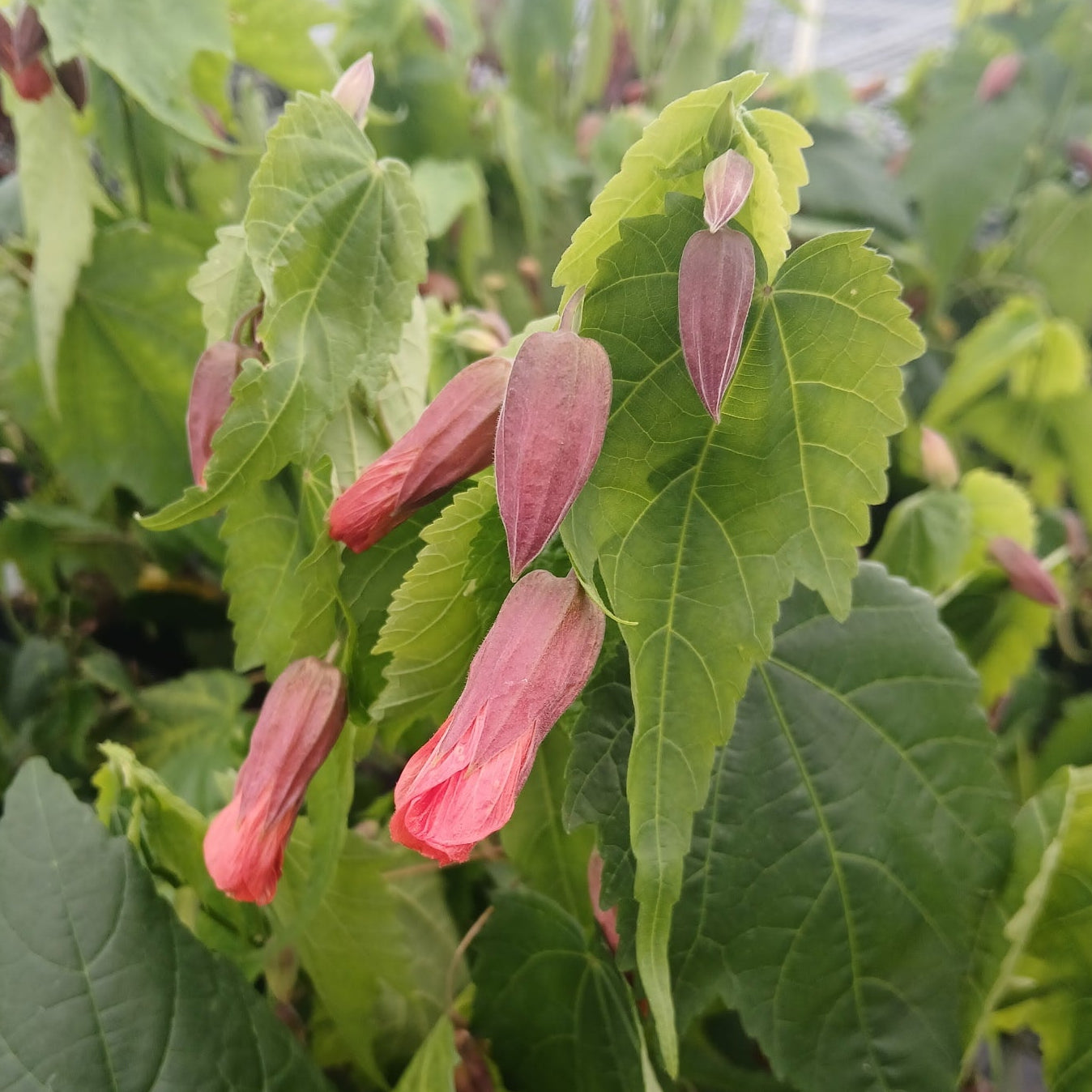 Abutilon x Tangerine Scream 3.25"