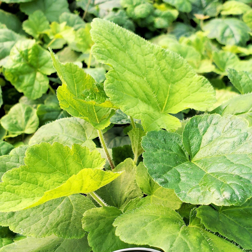 Tiarella cordifolia 3.25"