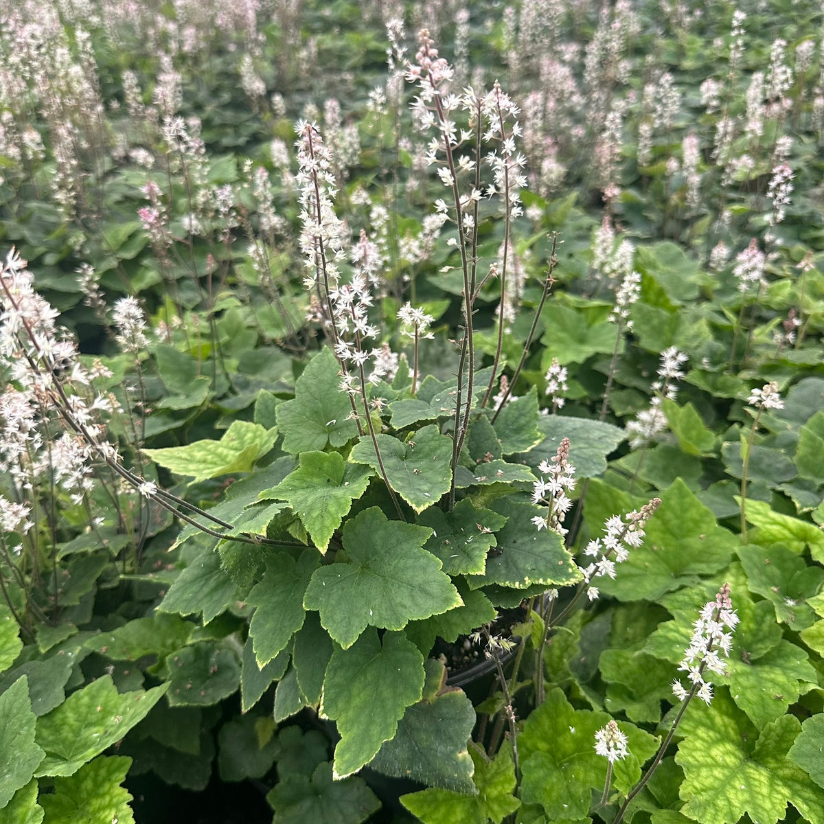 Tiarella cordifolia Wherryi 1G – Cavano's Perennials