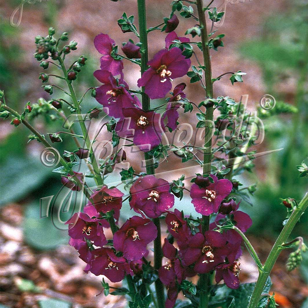 Verbascum phoeniceum Violetta 1G
