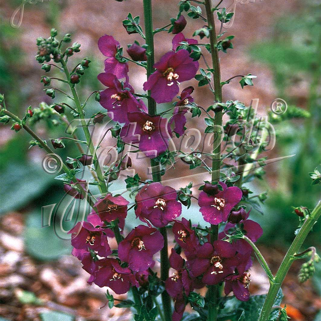 Verbascum phoeniceum Violetta 1G