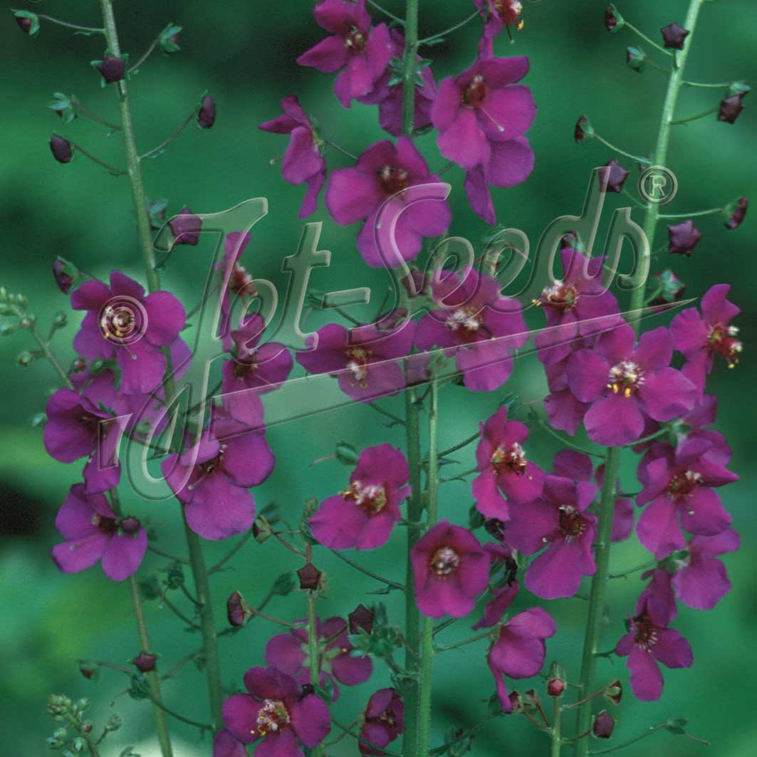 Verbascum phoeniceum Violetta 1G