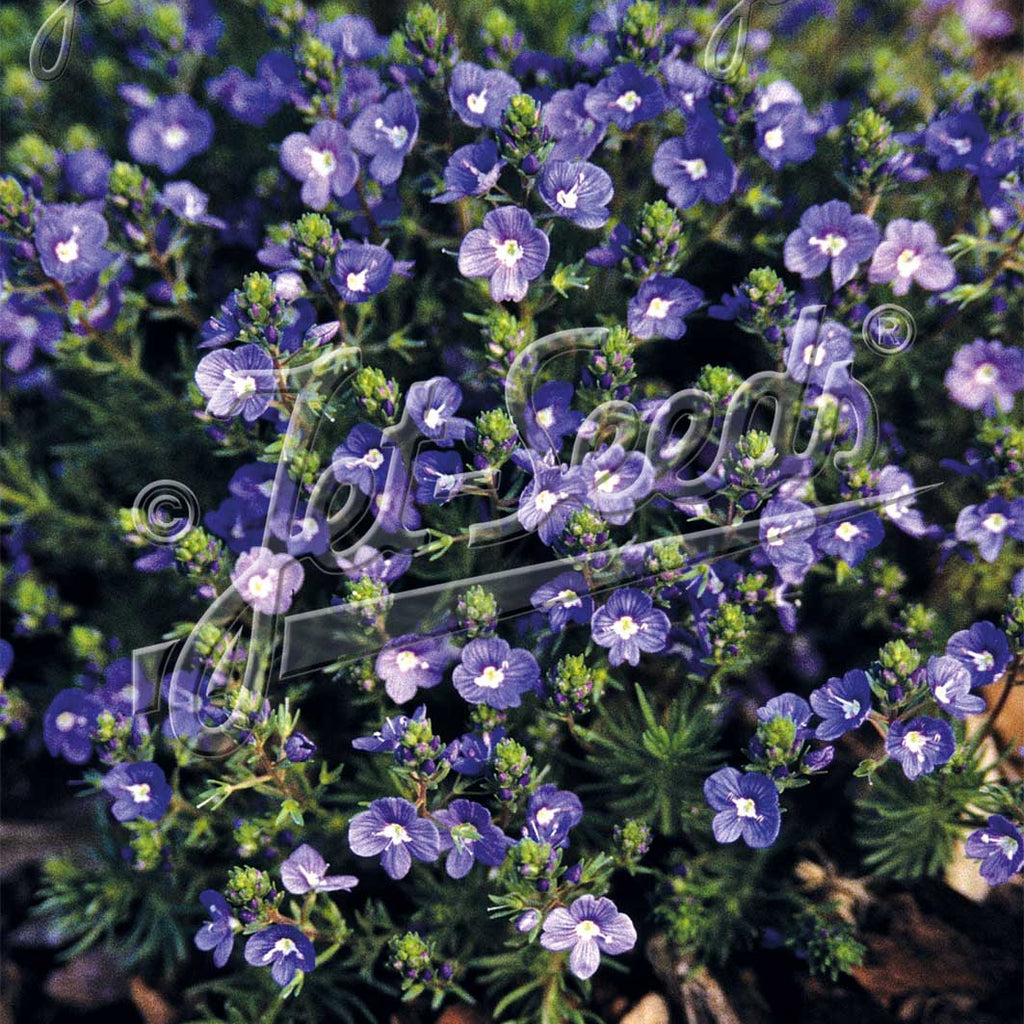 Veronica armena 3.25"