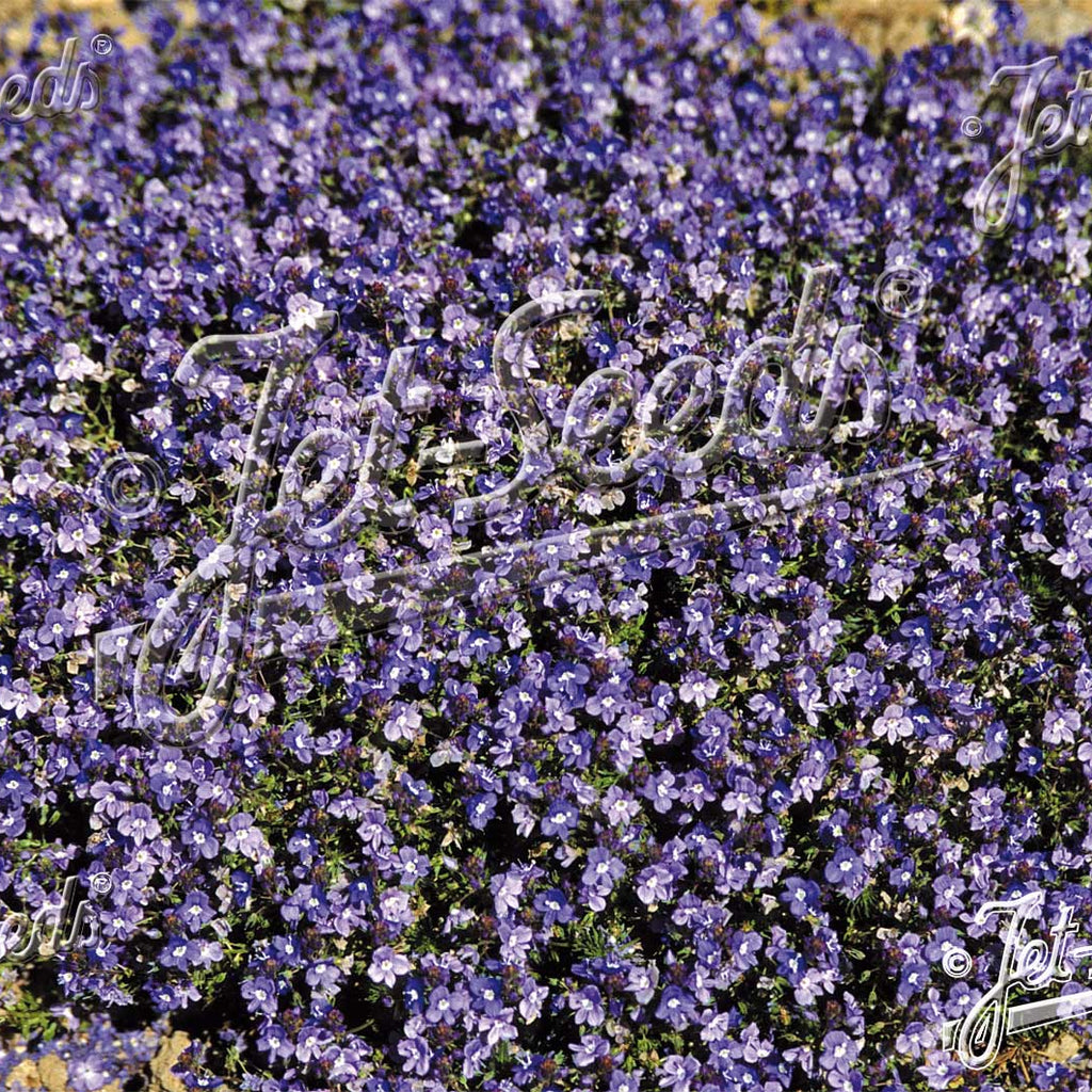 Veronica armena 3.25"