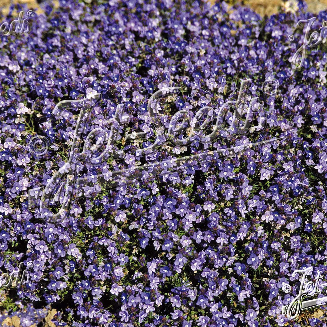 Veronica armena 3.25"