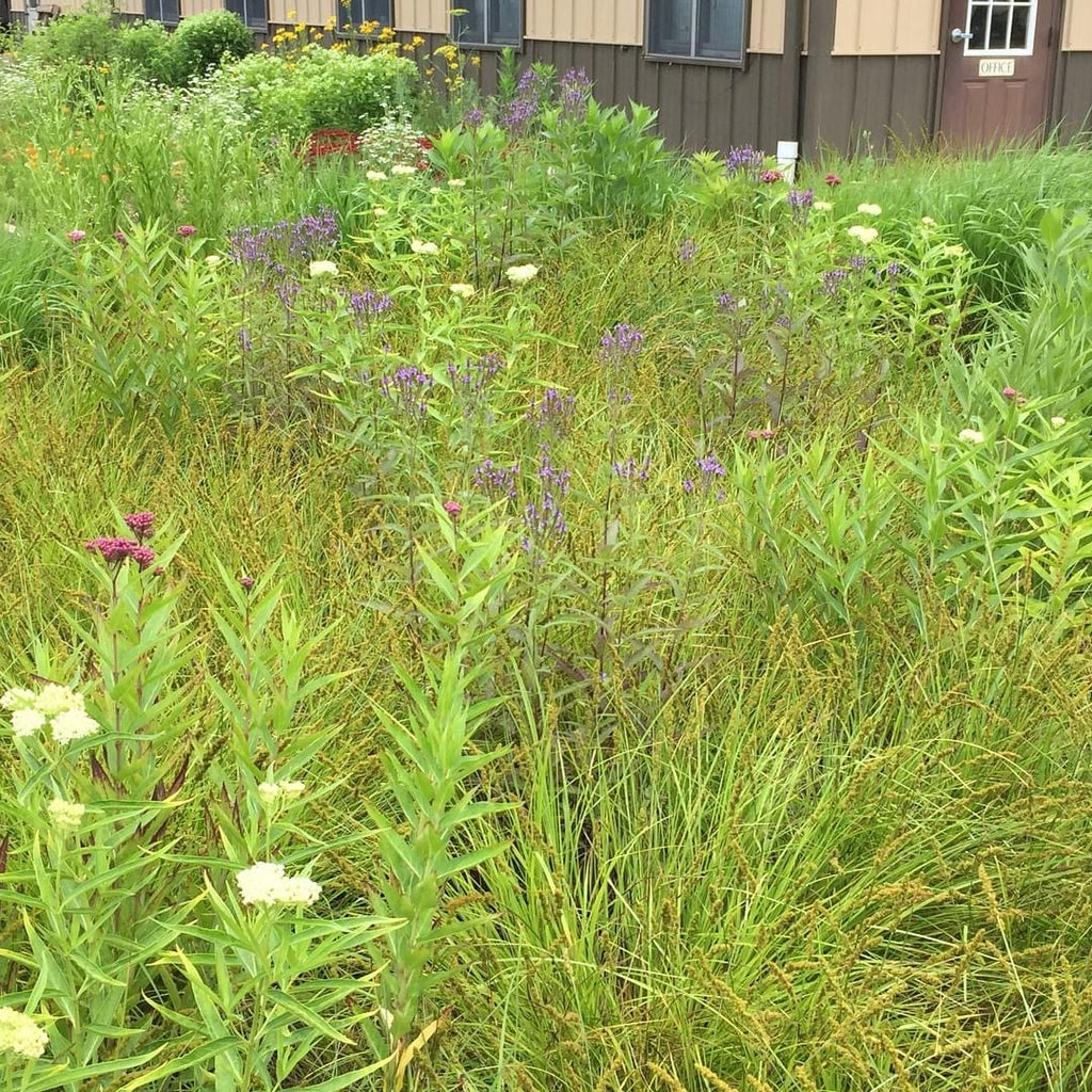 Verbena hastata 1G
