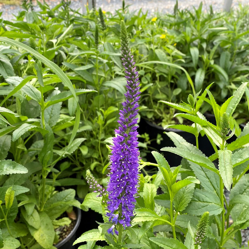 Veronica spicata Royal Rembrandt 1G