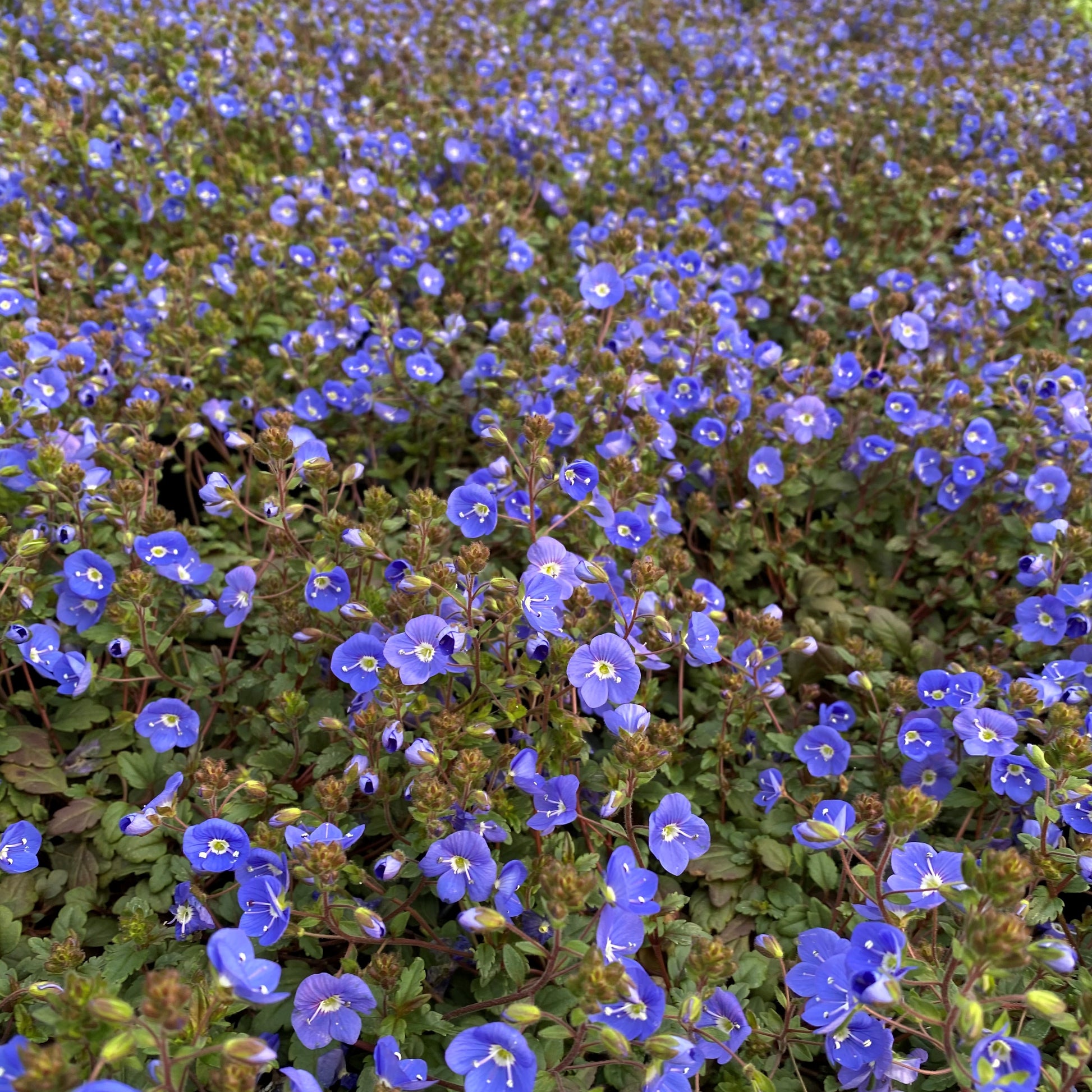 Veronica peduncularis Georgia Blue 1G
