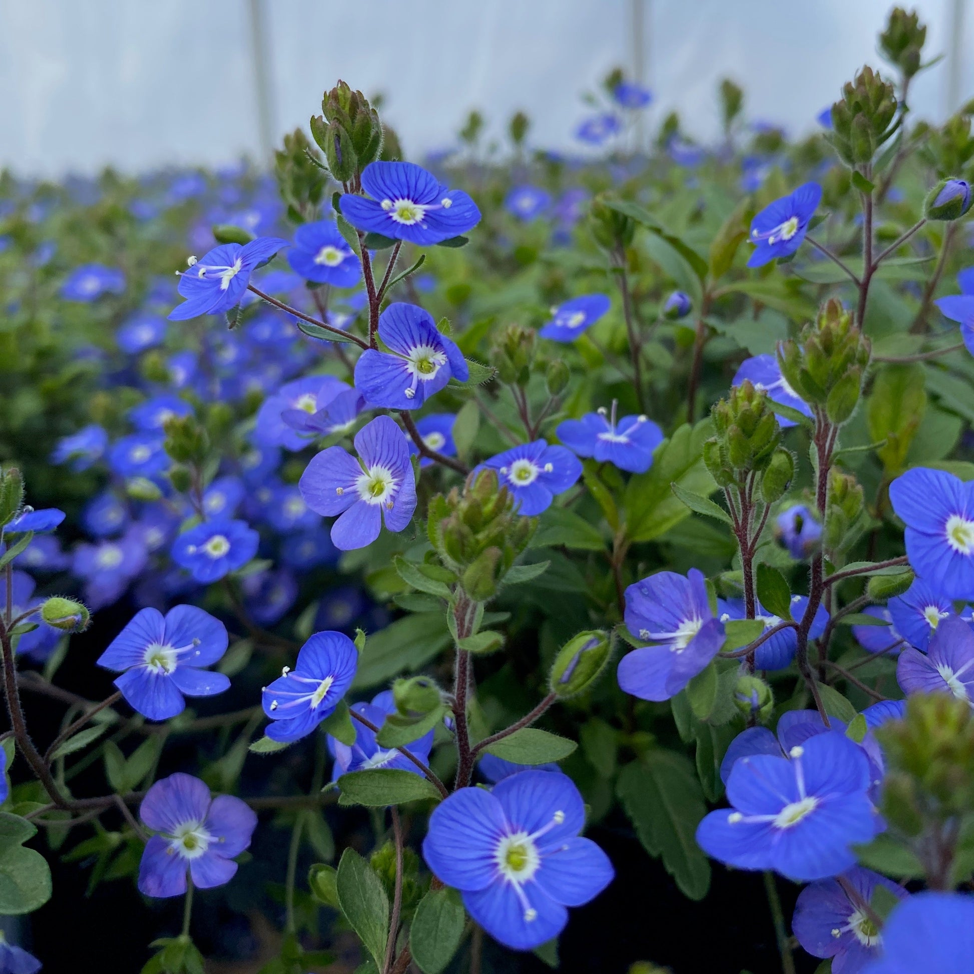 Veronica peduncularis Georgia Blue 1G