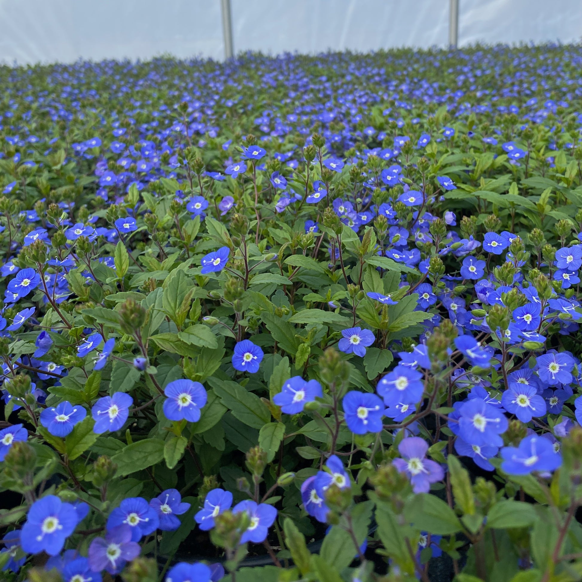 Veronica peduncularis Georgia Blue 1G