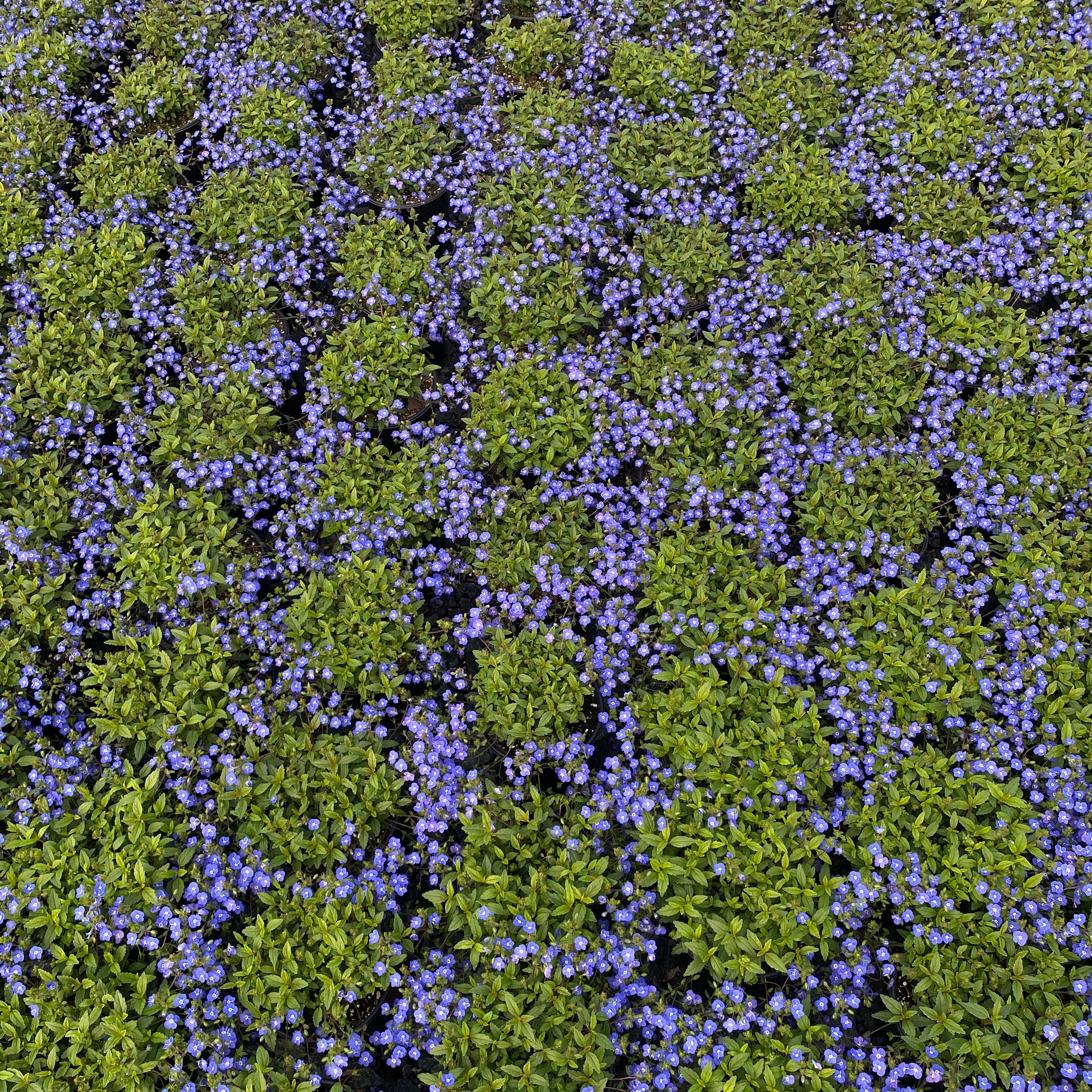 Veronica peduncularis Georgia Blue 1G