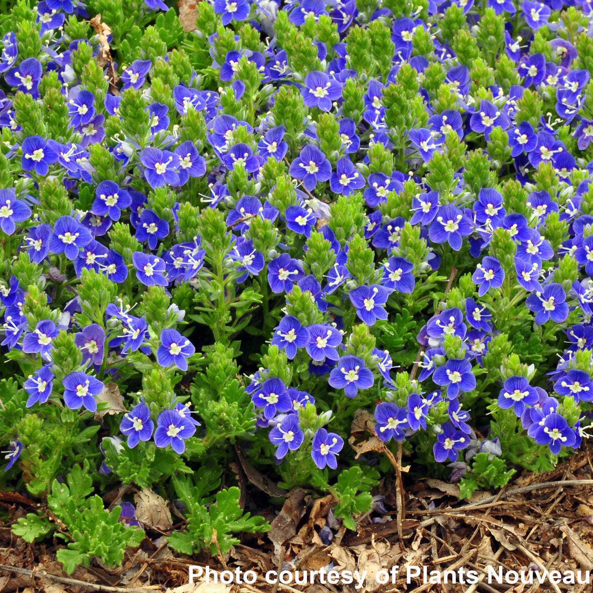 Veronica x Tidal Pool 1Q