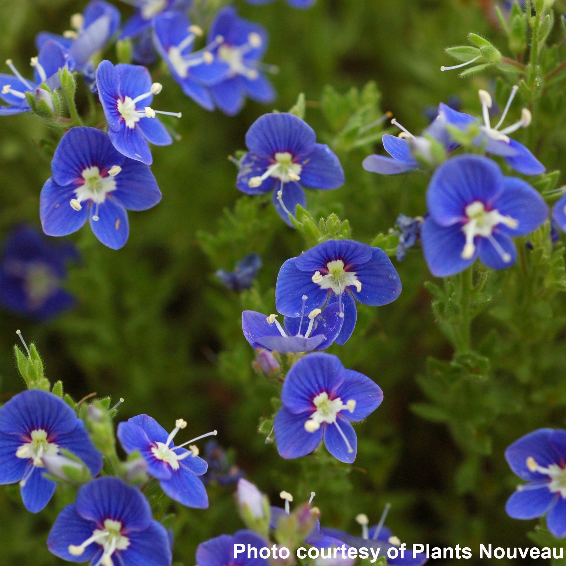 Veronica x Tidal Pool 1Q