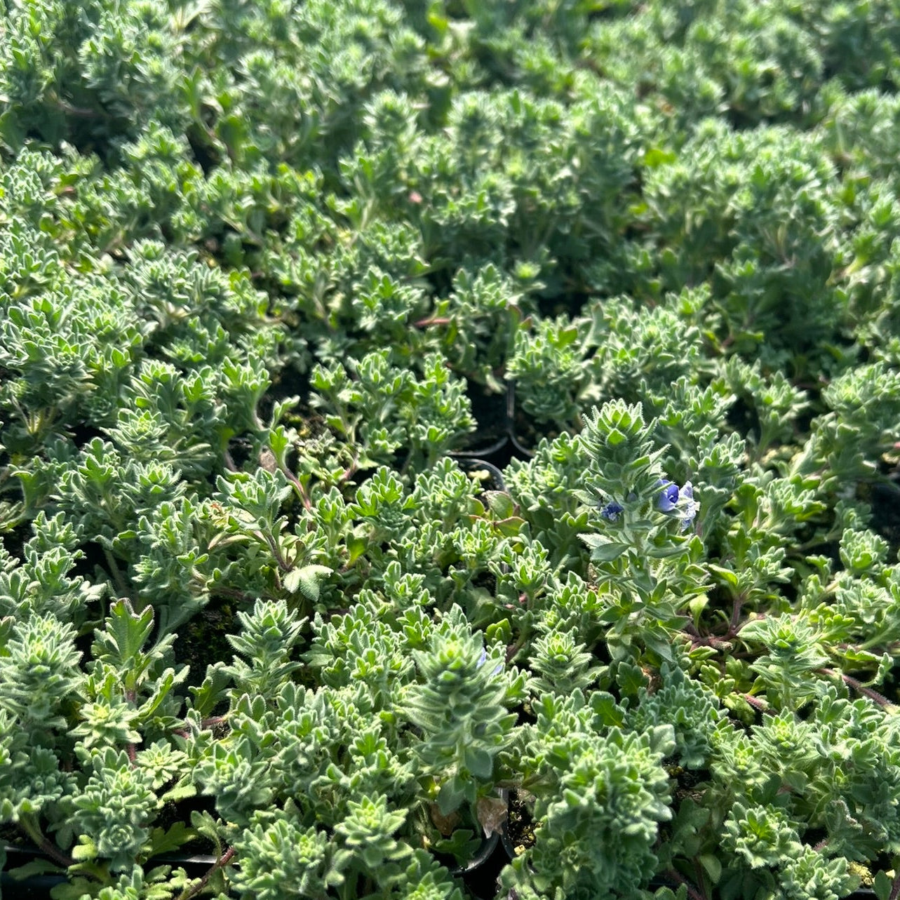 Veronica x Tidal Pool 1Q