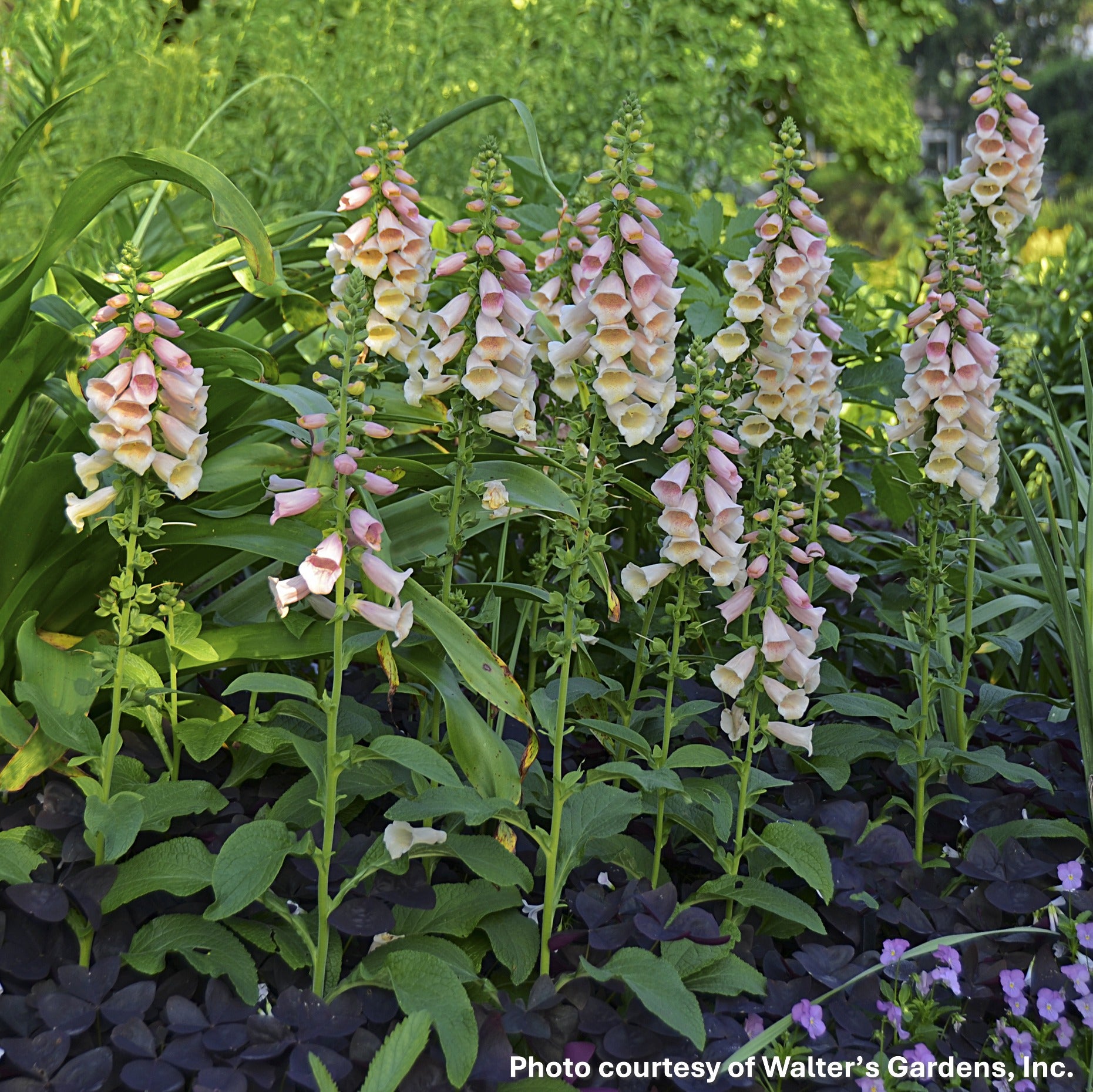 Digitalis purpurea Dalmatian Peach 1G