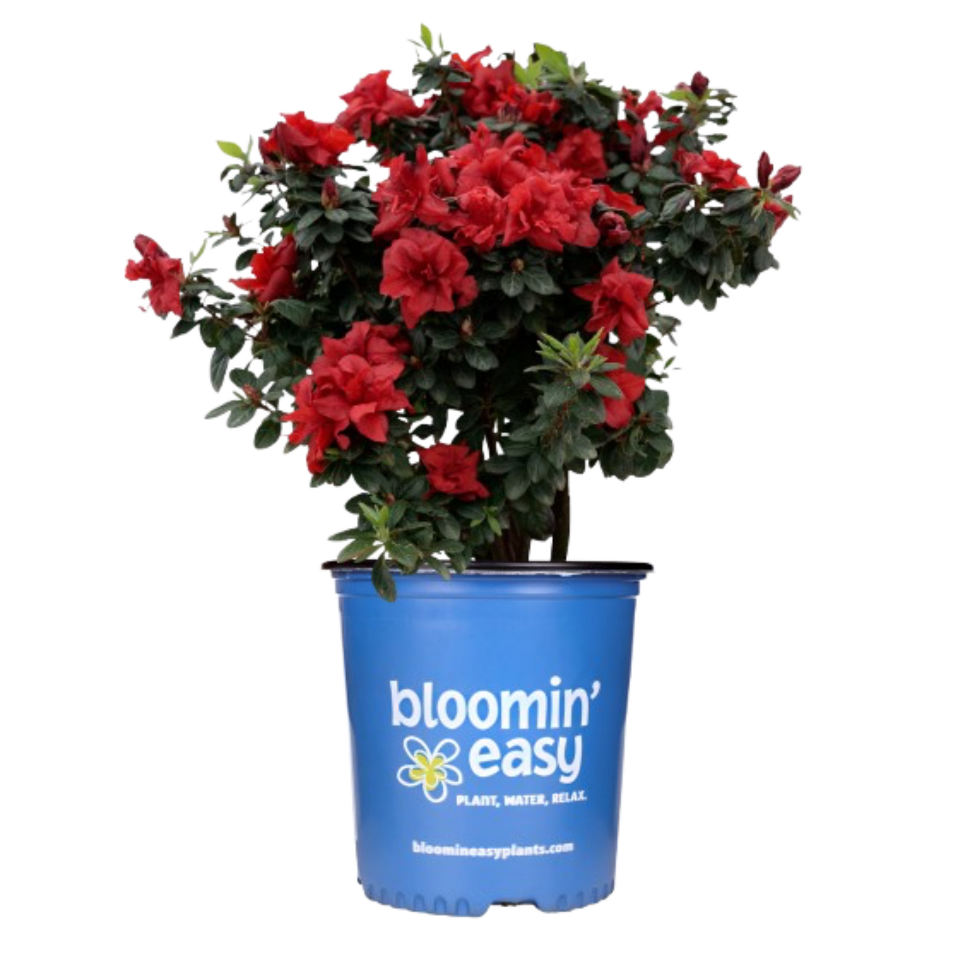 Ever After™ Ruby Reblooming Azalea