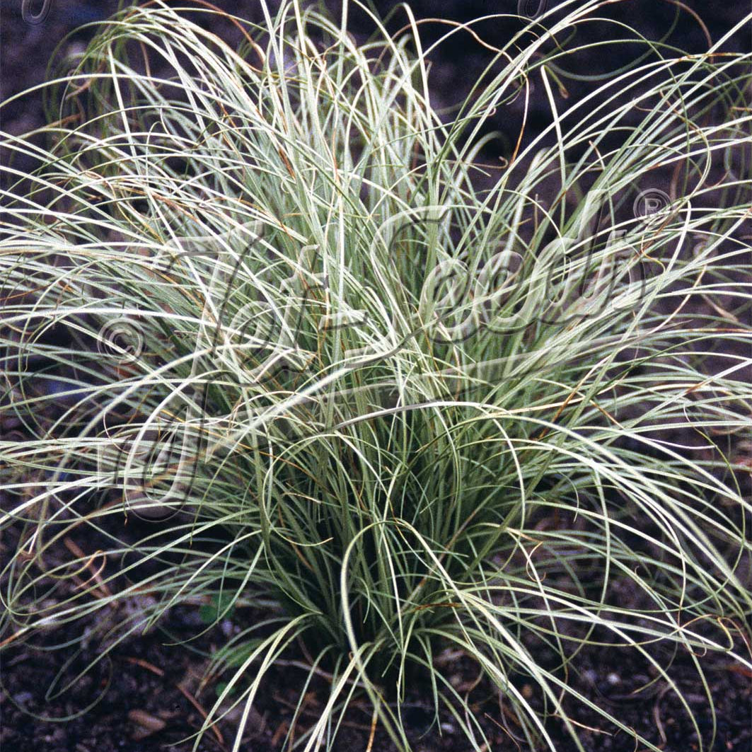 Carex albula Frosted Curls 1Q
