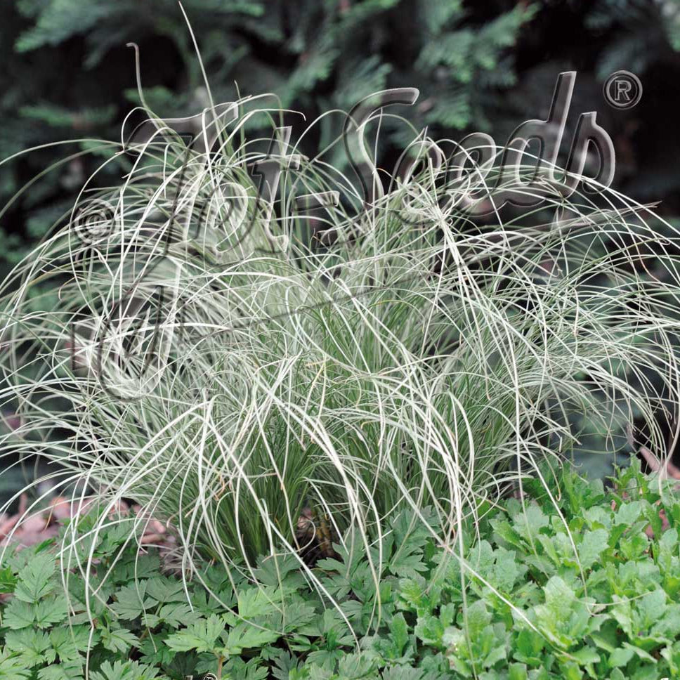 Carex albula Frosted Curls 1Q