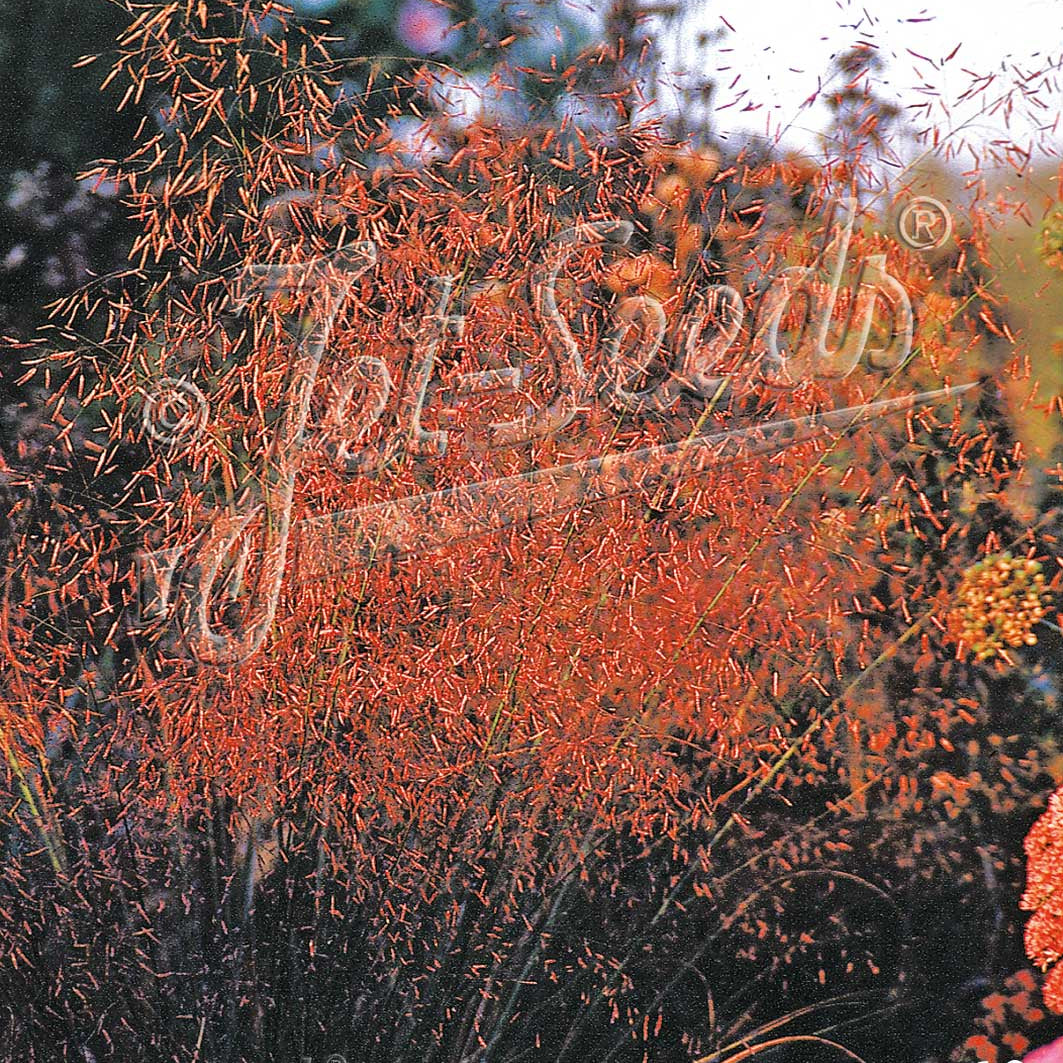 Eragrostis trichodes DP50