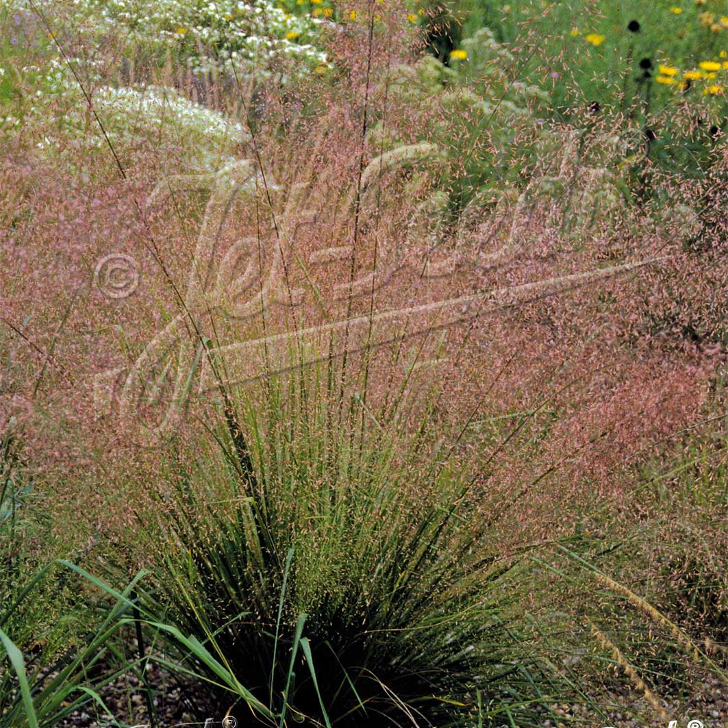 Eragrostis trichodes DP50